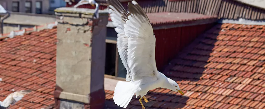 Residential Chimney Animal Removal Solution in Rutland, VT