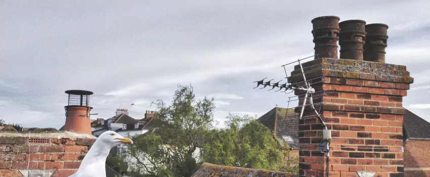 Chimney Cleaning And Restoration in Rutland, Vermont